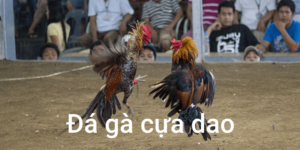 Đá gà cựa dao - Phổ biến trong cộng đồng dân chơi cá cược