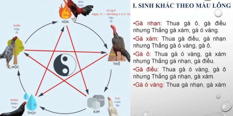 Cách xem màu mạng gà đá chuẩn xác theo phong thủy năm 2025 Cách xem màu mạng gà đá