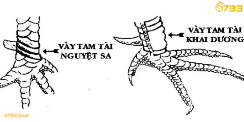 Vảy tam tài tứ quý và những điểm đặc biệt, bí ẩn trong gà đá Vảy tam tài tứ quý có ý nghĩa như thế nào trong tâm linh
