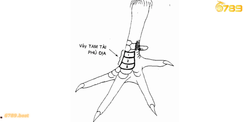Vảy tam tài tứ quý và những điểm đặc biệt, bí ẩn trong gà đá Vảy tam tài tứ quý trong biểu tượng Thiên – Địa – Nhân