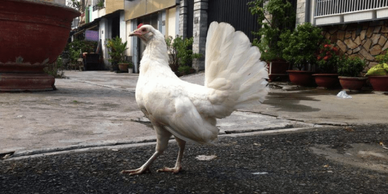 Gà Kelso - chiến kê được yêu thích trong các trận đấu cá cược Dòng gà Mỹ Kelso trắng