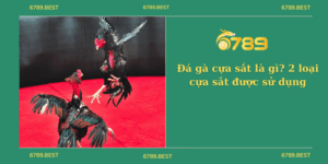 Đá gà cựa sắt là gì? 2 loại cựa sắt được sử dụng