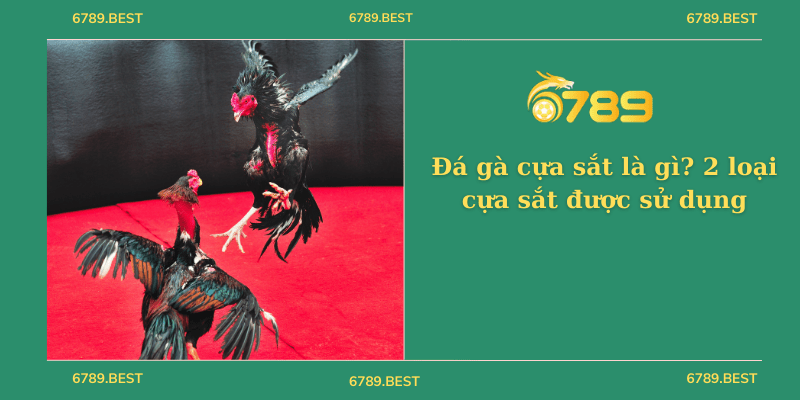 Đá gà cựa sắt là gì? 2 loại cựa sắt được sử dụng