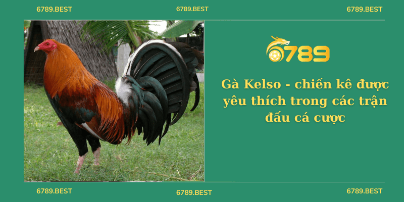 Gà Kelso - chiến kê được yêu thích trong các trận đấu cá cược