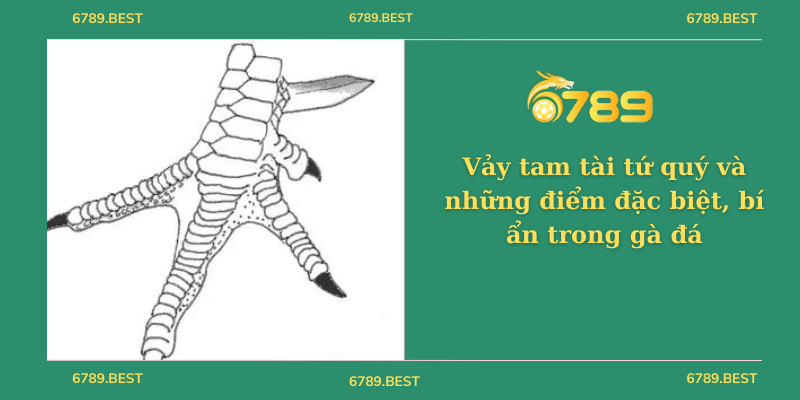 Vảy tam tài tứ quý và những điểm đặc biệt, bí ẩn trong gà đá